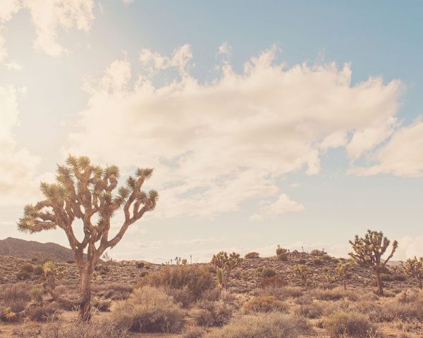 Sunshine and Joshua Trees