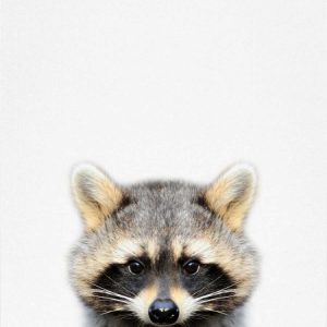 Raccoon