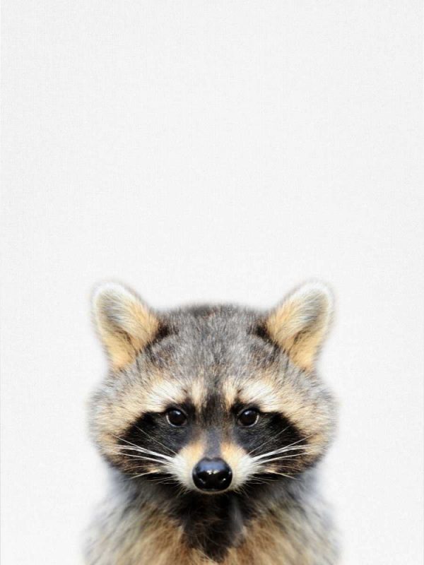 Raccoon