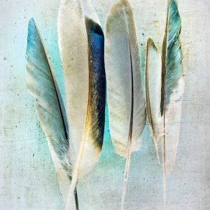 Feathers Turquoise