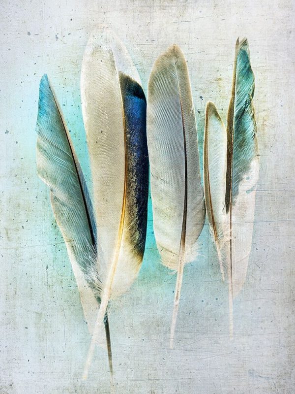 Feathers Turquoise