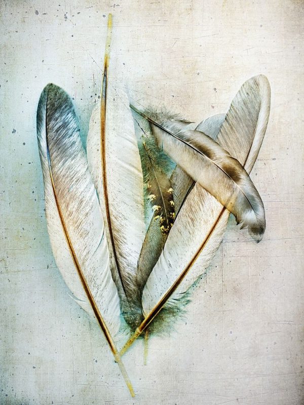 Hen Feathers