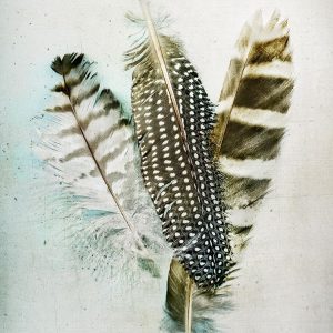 Owl - Guinea Feathers