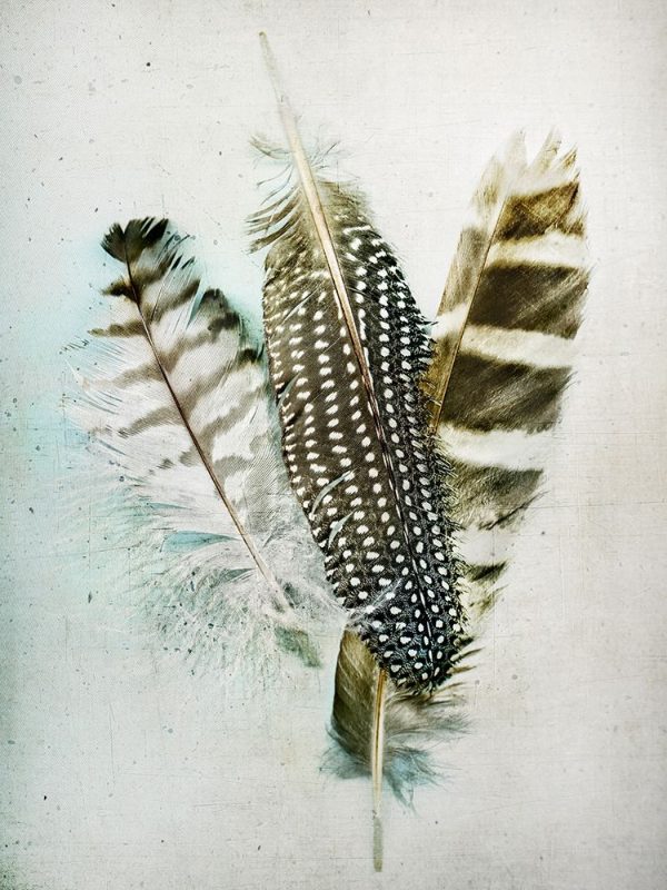 Owl - Guinea Feathers