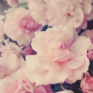 Pink Blossoms I