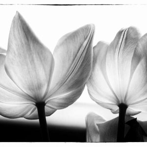 Translucent Tulips V