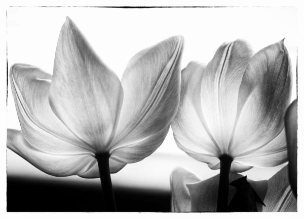 Translucent Tulips V