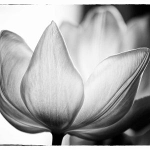 Translucent Tulips VI