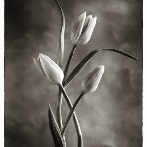 TwoTone Tulips VII