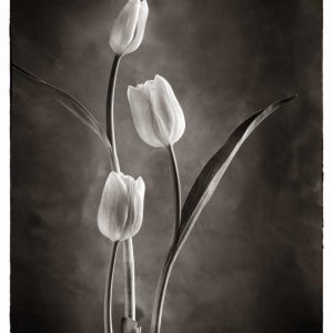 TwoTone Tulips VIII