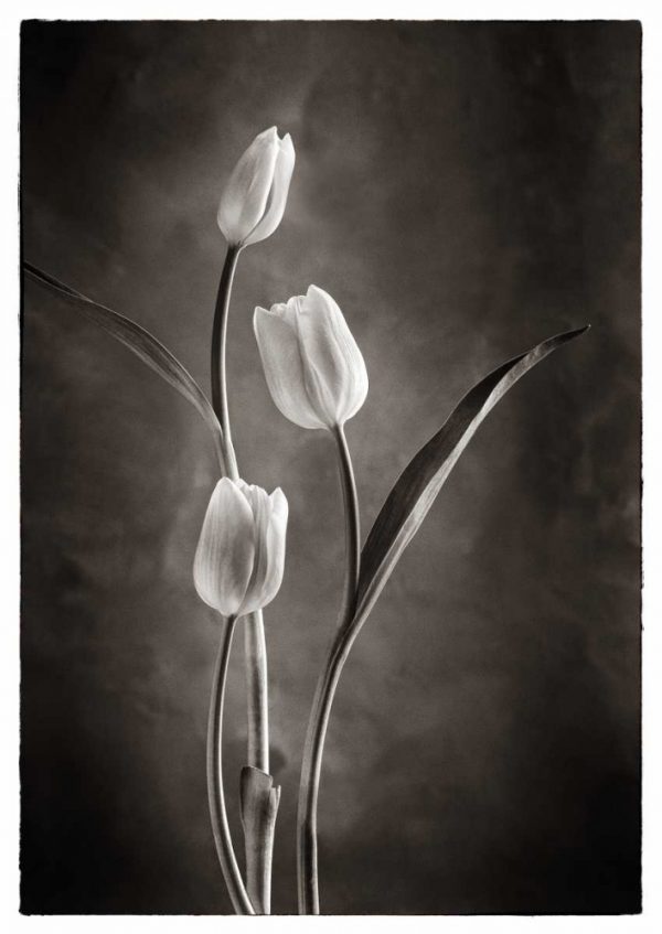 TwoTone Tulips VIII