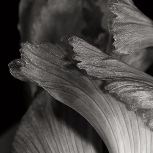 Iris Abstract I