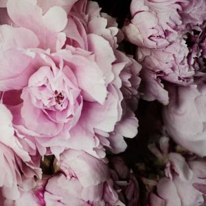 Peonies Galore I