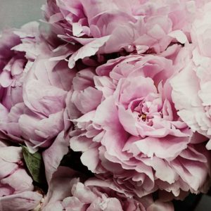 Peonies Galore II