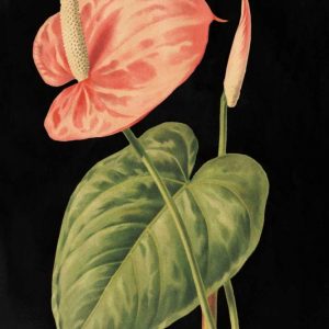 Anthurium Ferrierense on Black