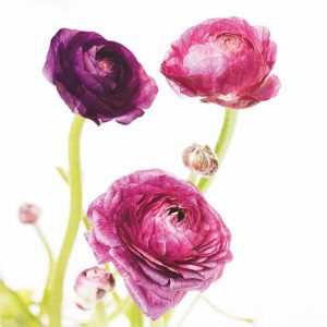 Spring Ranunculus I