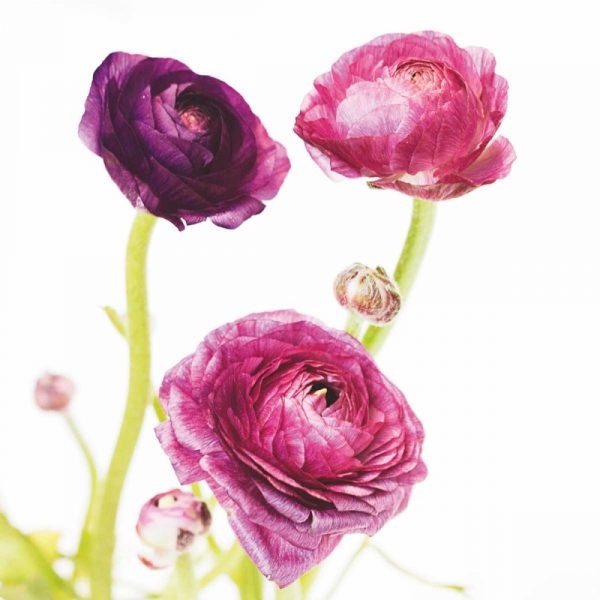 Spring Ranunculus I