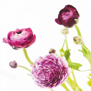 Spring Ranunculus II