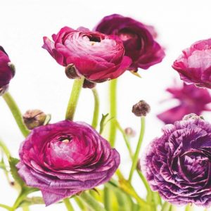 Spring Ranunculus III