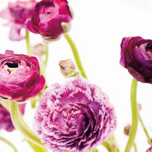 Spring Ranunculus IV