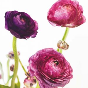 Spring Ranunculus V