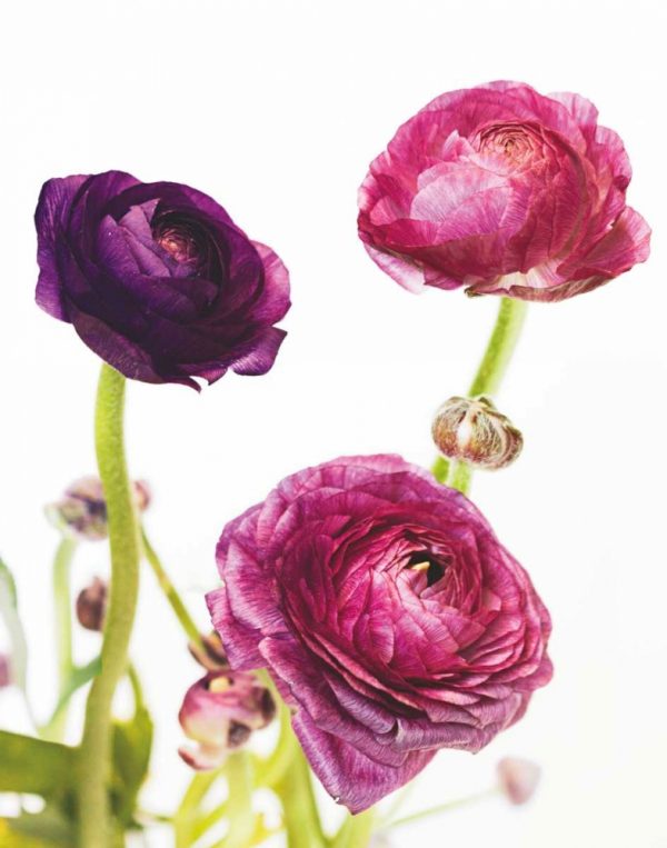 Spring Ranunculus V