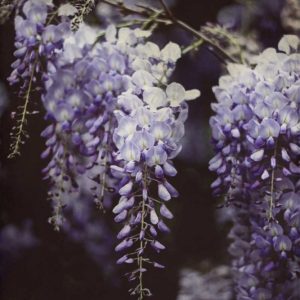 Wisteria Cascade I