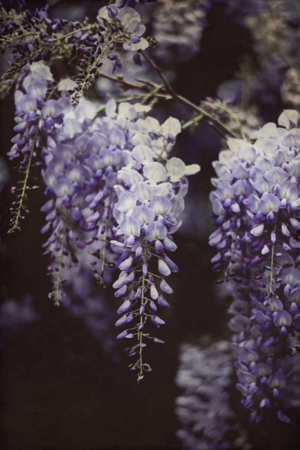 Wisteria Cascade I