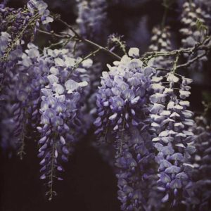 Wisteria Cascade II