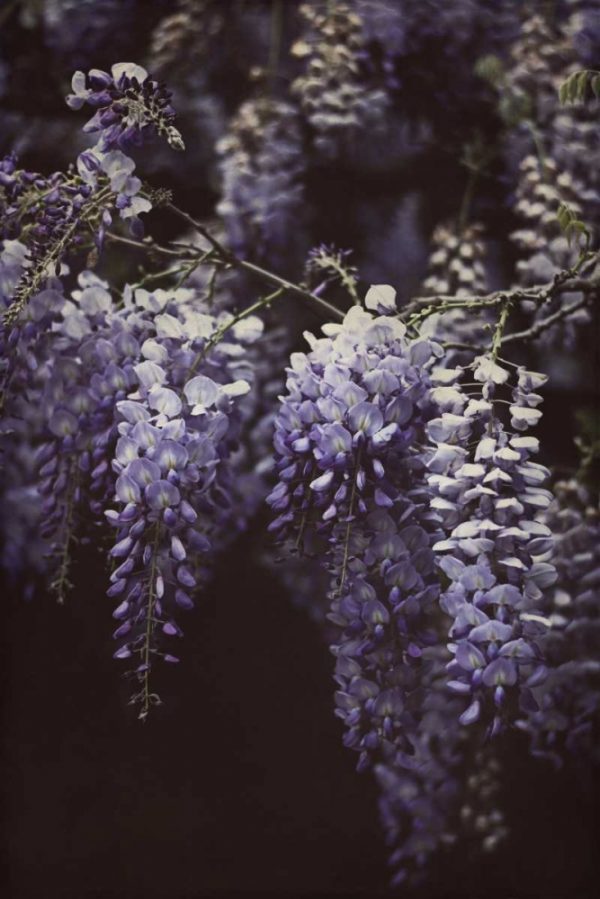 Wisteria Cascade II