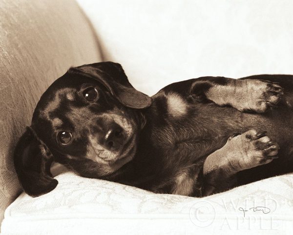 Dachshund Diva