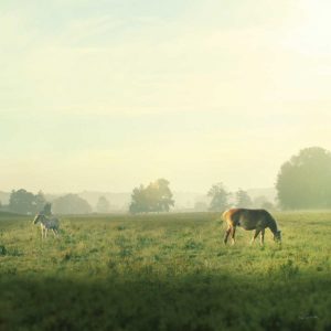 Farm Morning I Square