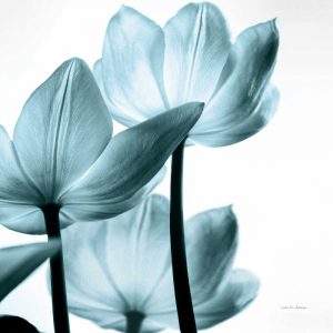 Translucent Tulips III Sq Aqua Crop