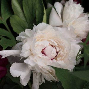 Peonies I