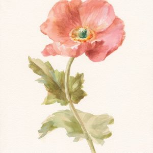 Garden Poppy