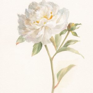 Garden Peony