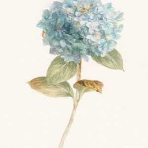 Garden Hydrangea