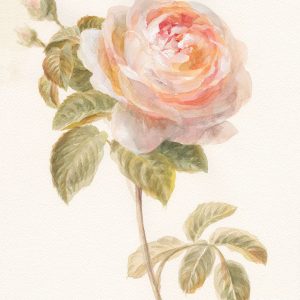 Garden Rose