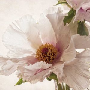 Translucent Peony V