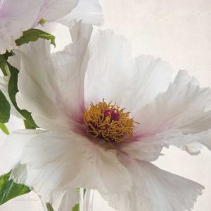 Translucent Peony VI