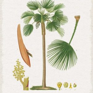 Island Botanicals I