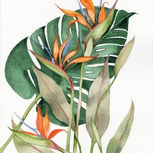 Botanical Birds of Paradise