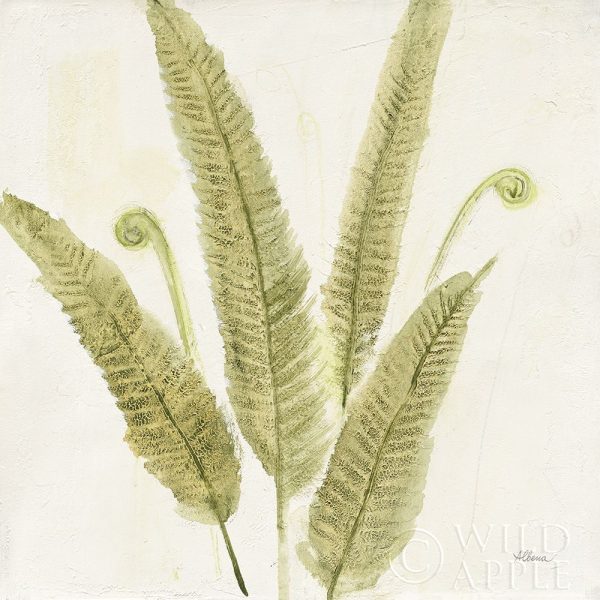 Forest Ferns II