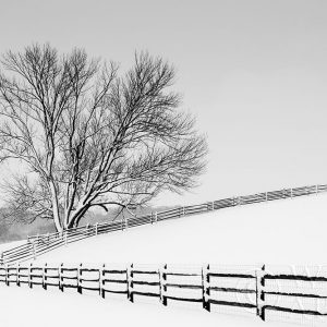 Along the Lane II