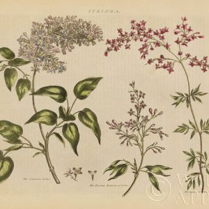 Herbal Botanical I