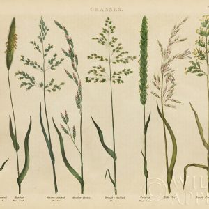 Herbal Botanical VII