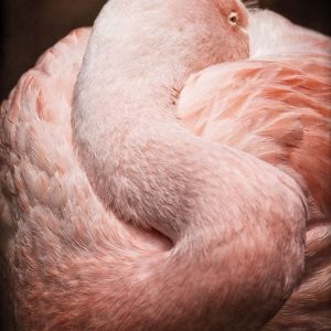 Chilean Flamingo I