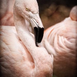 Chilean Flamingo II