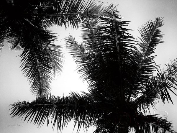 Palm Tree Looking Up I