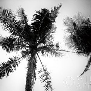 Palm Tree Looking Up II